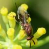 Torymus sp.